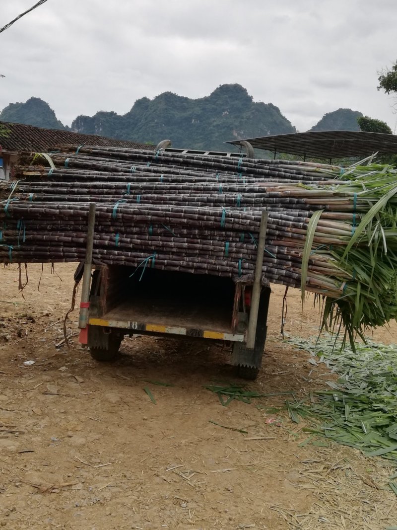 黑皮甘蔗，粗大包甜，一手货源，可视频看货，提供便宜回程车