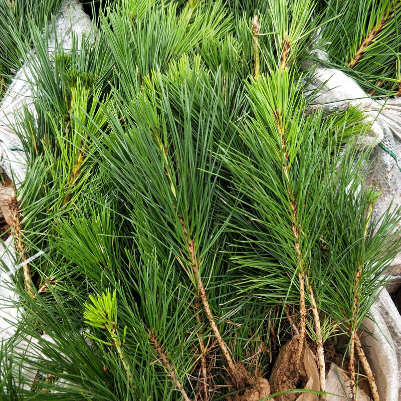 绿化苗木日本黑松小苗庭院黑松苗黑松树苗四季常青盆景植物