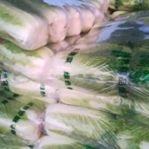 白菜河北昌黎北京3号大白菜大量上市供应全国各大市场超市