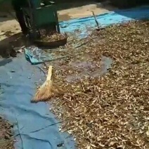 当归甘肃定西种槙户加工切片