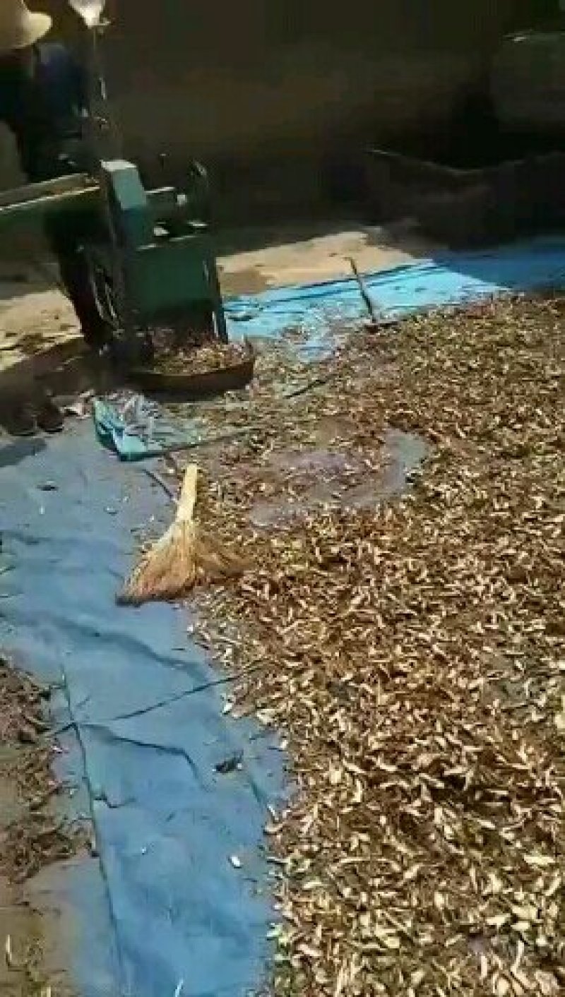 当归甘肃定西种槙户加工切片