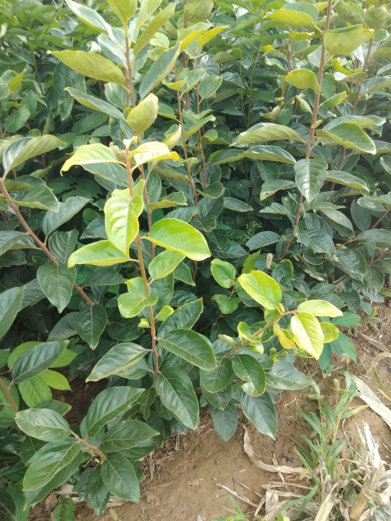 大量供应保证正品货源充足