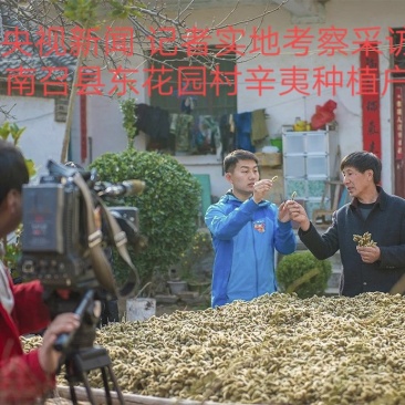 辛夷批发小花统货价格电议调料专用五香粉原料药食