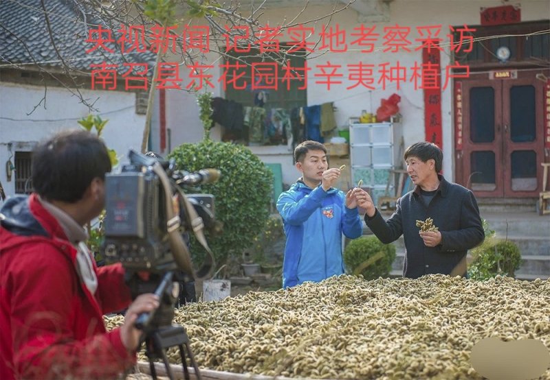 辛夷批发小花统货价格电议调料专用五香粉原料药食