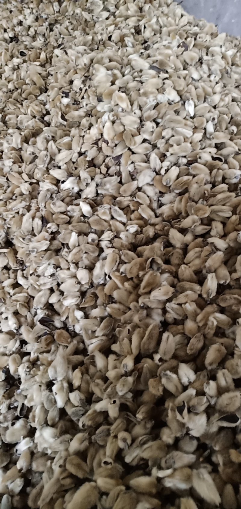 辛夷批发小花统货价格电议调料专用五香粉原料药食