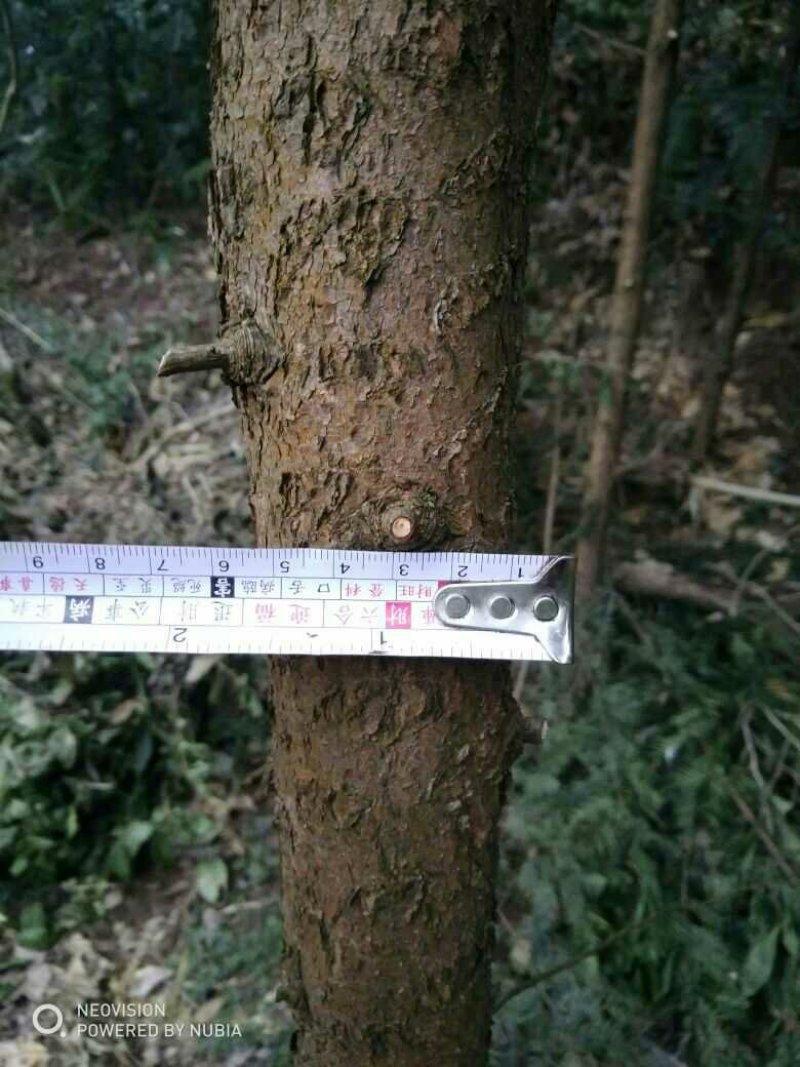 红豆杉，绿化苗木南方红豆杉3~8cm