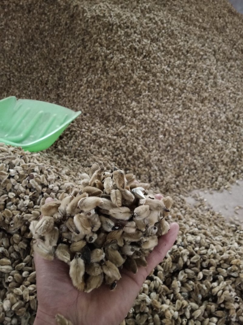 辛夷批发小花统货价格电议调料专用五香粉原料药食