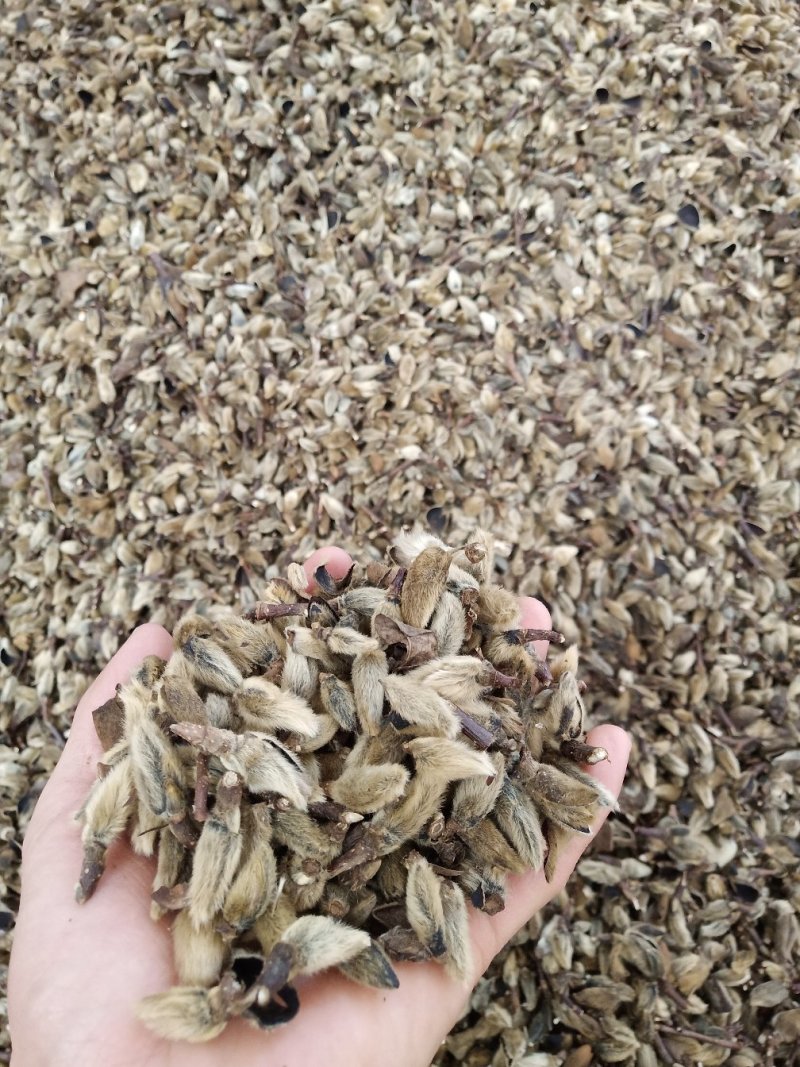 辛夷花中药材花类调料专用低于市场价质量有保证