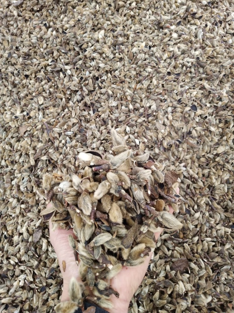 辛夷花中药材花类调料专用低于市场价质量有保证