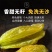 大果绿香妃天然风干晾晒产地批发代发