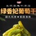 大果绿香妃天然风干晾晒产地批发代发