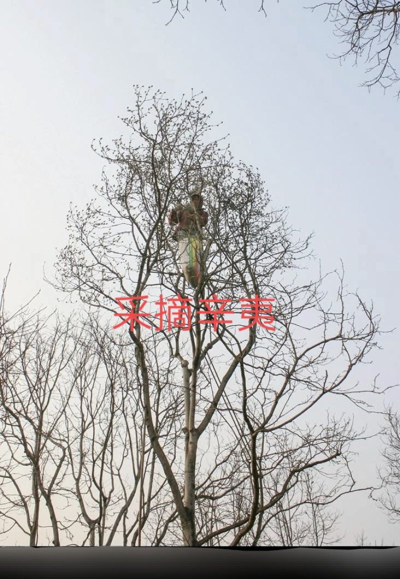 辛夷五香粉专用低于市场价可协商毛桃