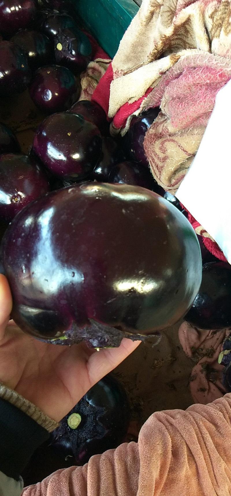 河北茄子精品紫光圆茄一手货源，产地现货，价格便宜