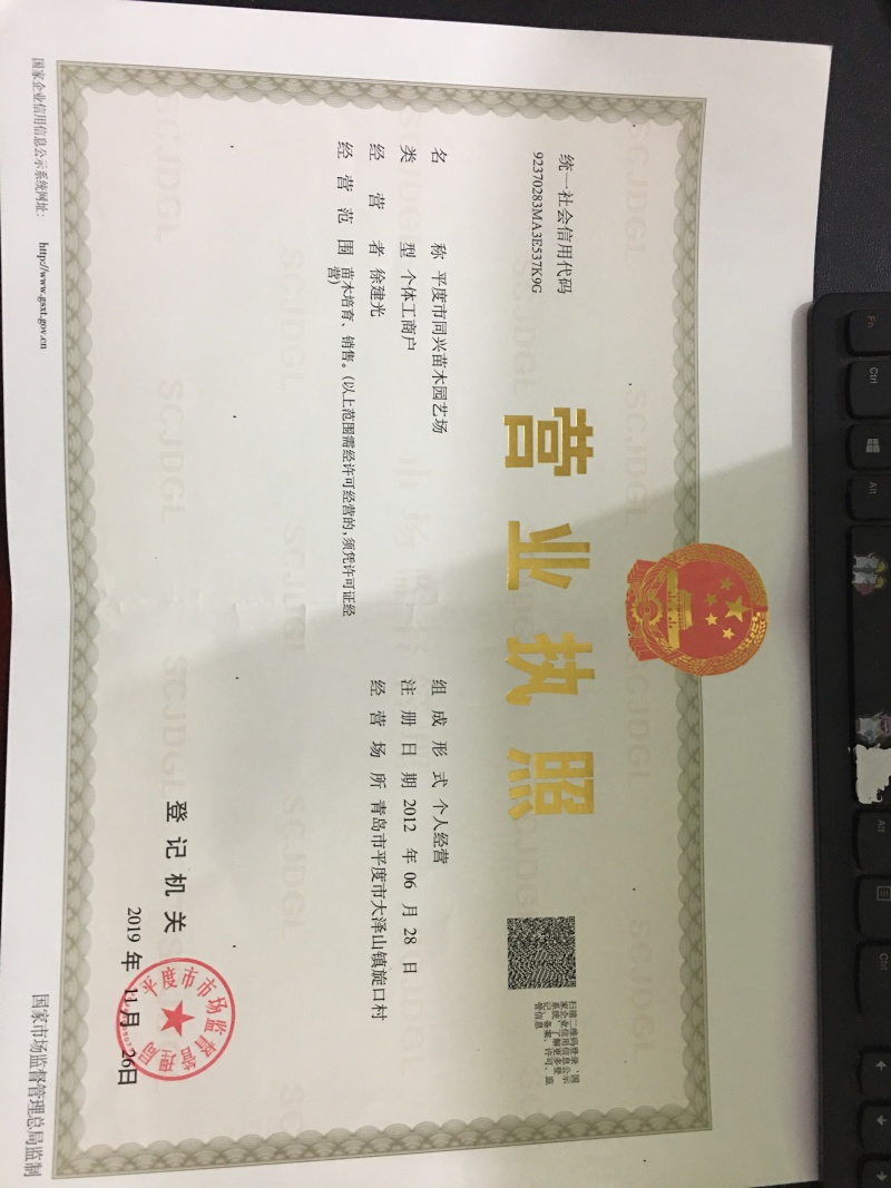优质醉金香葡萄苗山东苗木基地直销品种纯正