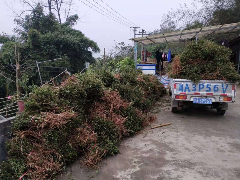 专业种植加工销售金银花10多年余年，友谊第一生意第二