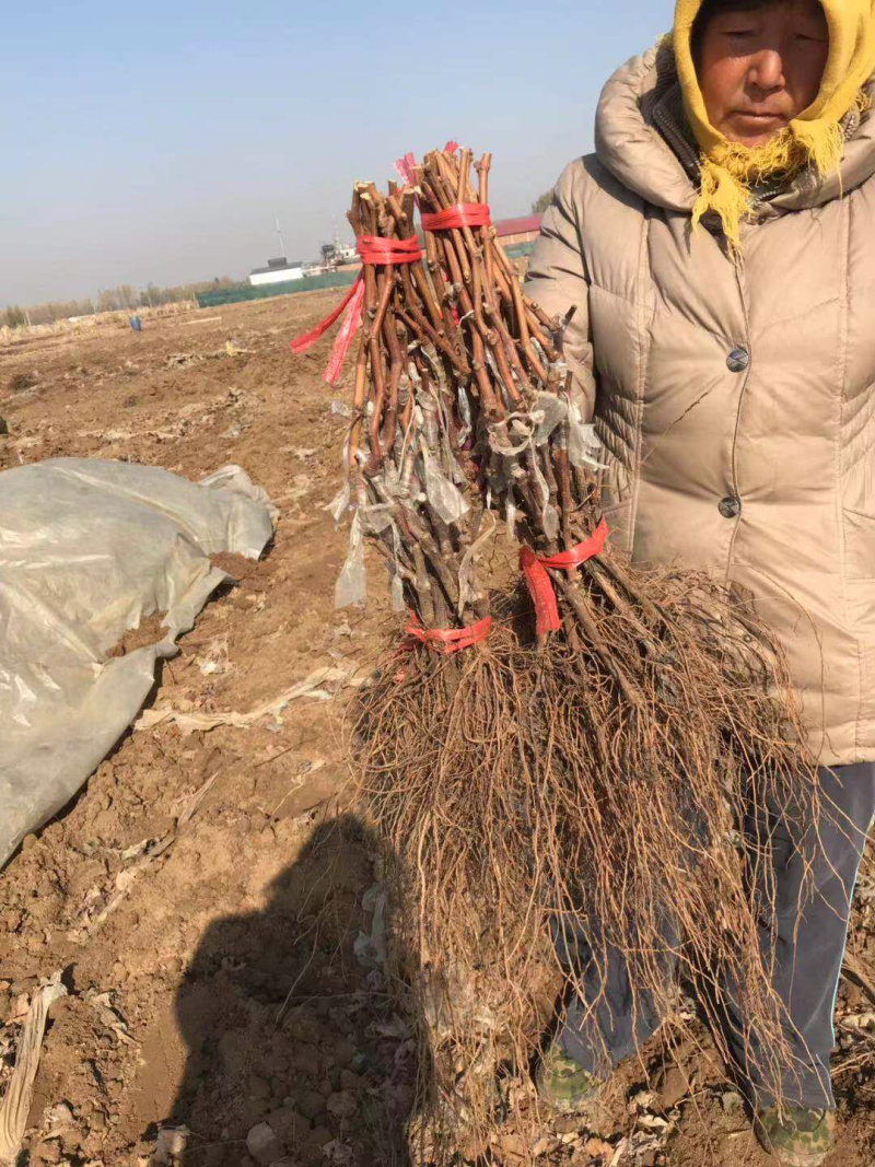 山东新品种葡萄苗优质兰宝石葡萄苗基地直供