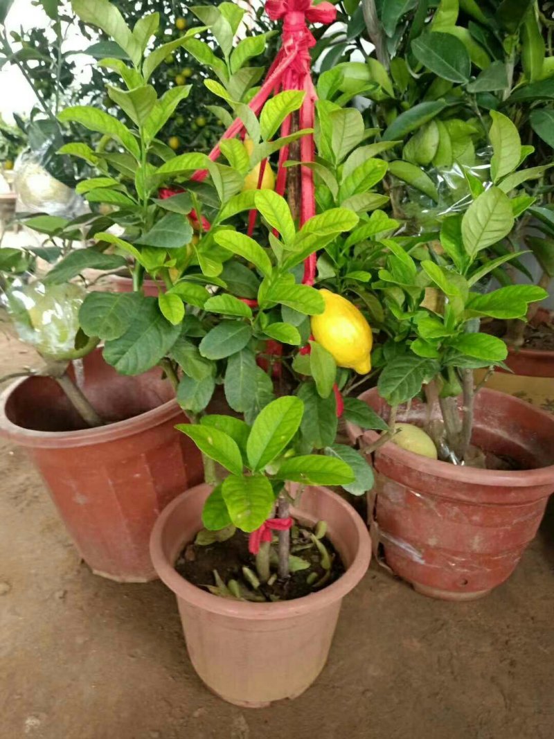 植物柠檬盆景，盆栽果树老桩柠檬树一颗高50-60厘米