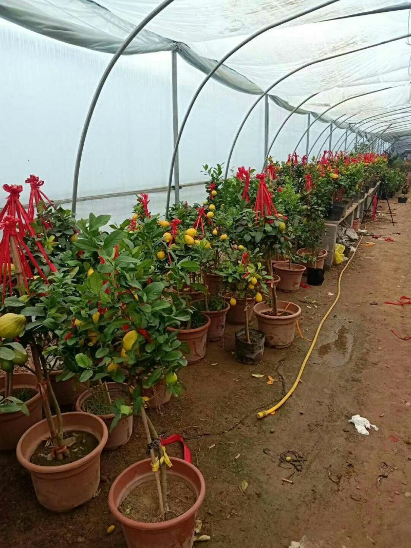 植物柠檬盆景，盆栽果树老桩柠檬树一颗高50-60厘米