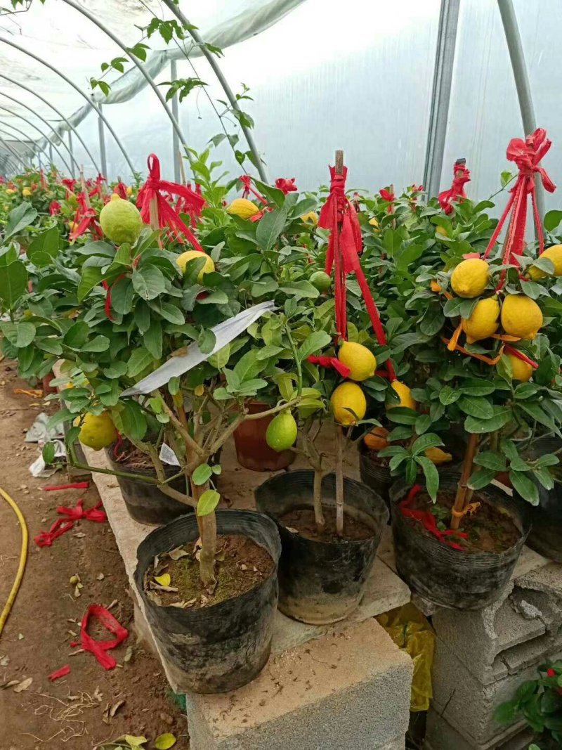 植物柠檬盆景，盆栽果树老桩柠檬树一颗高50-60厘米