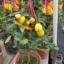 植物柠檬盆景，盆栽果树老桩柠檬树一颗高50-60厘米