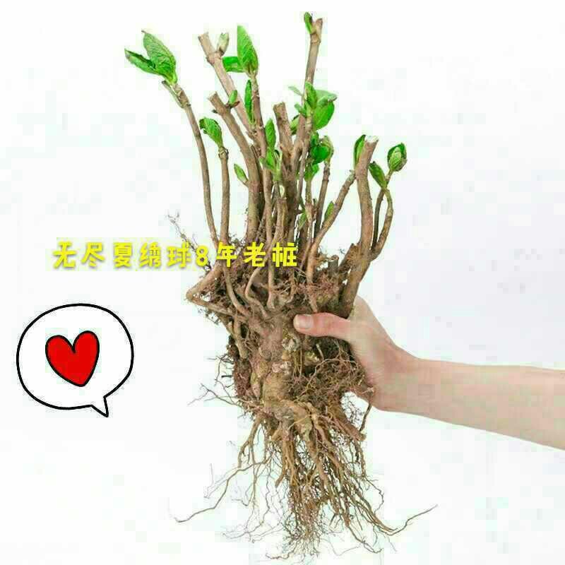 绣球老根根系发达庭院地栽盆栽植物