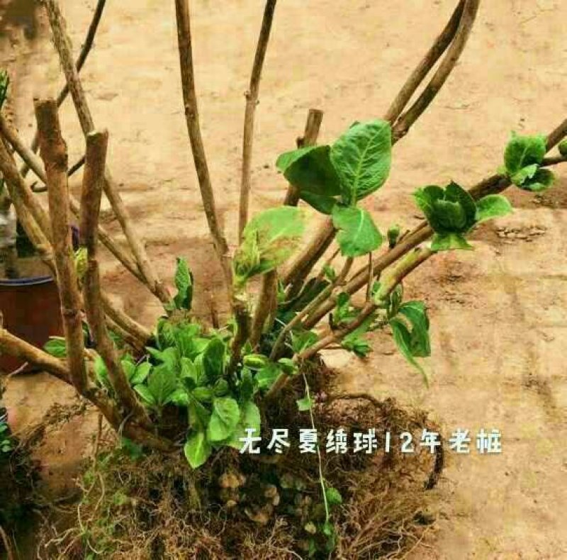绣球老根根系发达庭院地栽盆栽植物