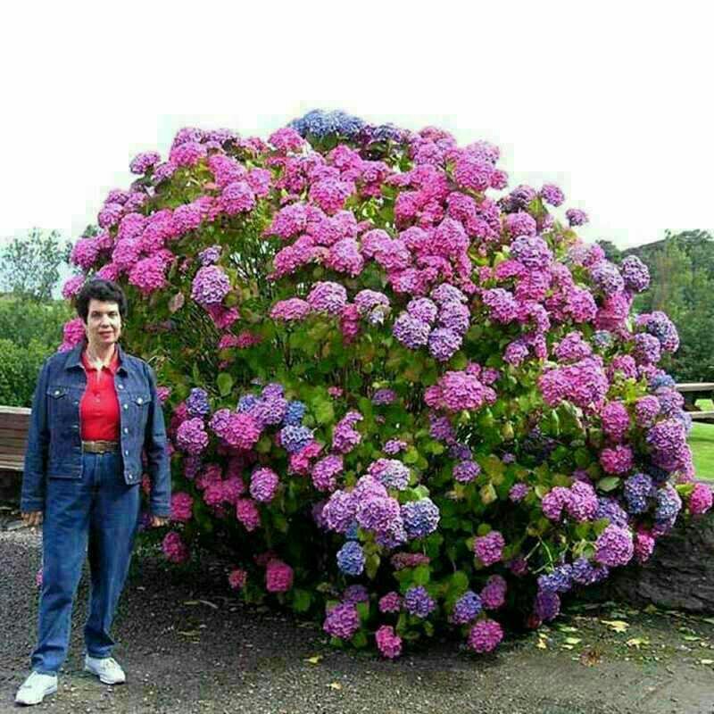 绣球老根根系发达庭院地栽盆栽植物