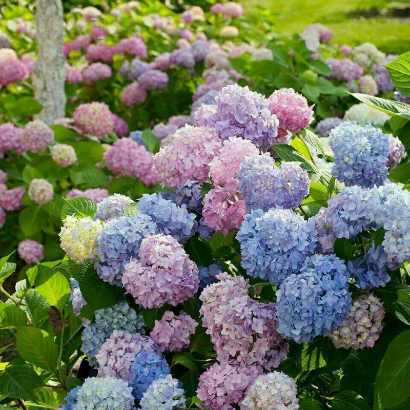 绣球老根根系发达庭院地栽盆栽植物