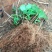 绣球老根根系发达庭院地栽盆栽植物