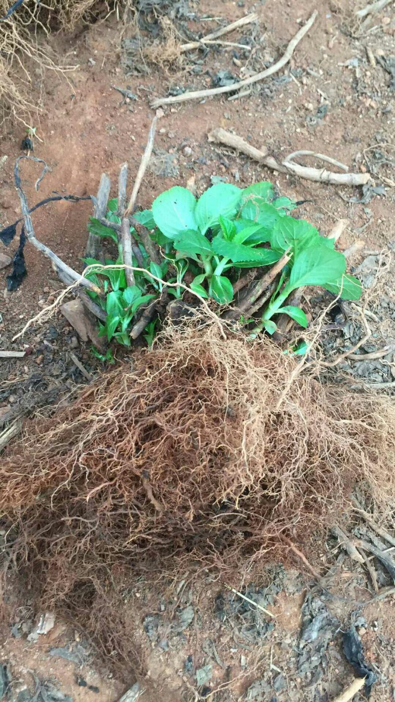 绣球老根根系发达庭院地栽盆栽植物