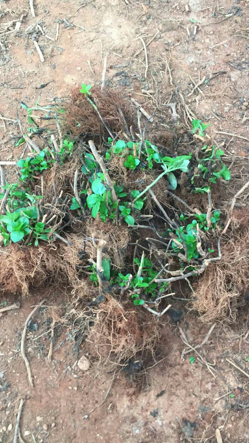 绣球老根根系发达庭院地栽盆栽植物