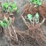 绣球老根根系发达庭院地栽盆栽植物