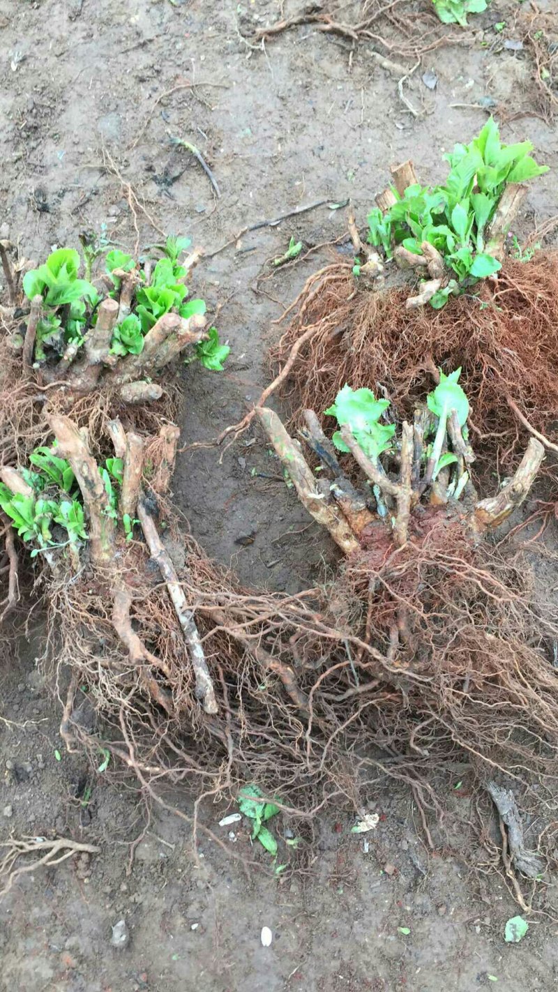 绣球老根根系发达庭院地栽盆栽植物