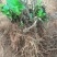 绣球老根根系发达庭院地栽盆栽植物