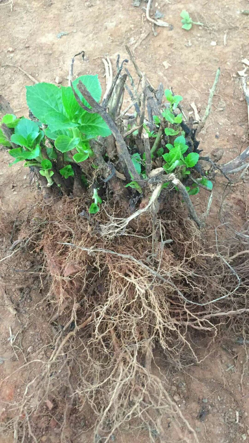 绣球老根根系发达庭院地栽盆栽植物