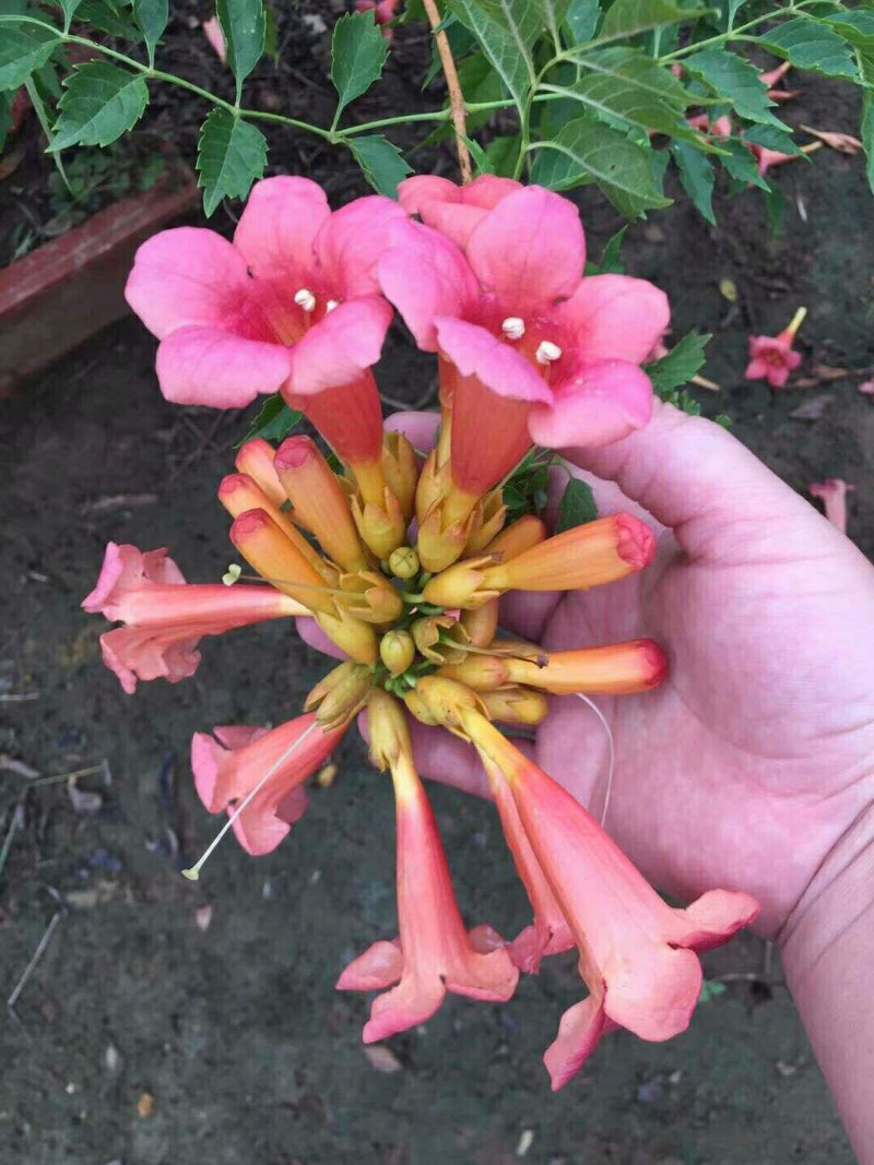 爬藤植物，美国凌霄，3公分粗度，夏季开花现在种植，当年
