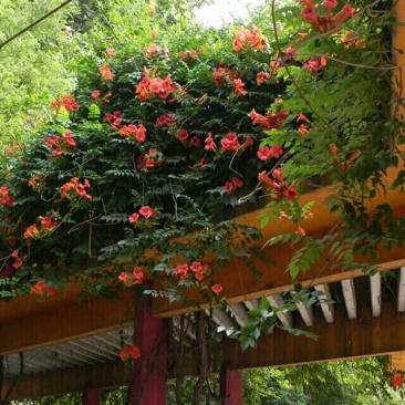 爬藤植物，美国凌霄，3公分粗度，夏季开花现在种植，当年