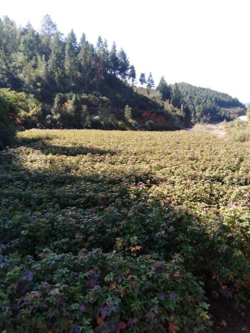 枫香袋苗，诚信可靠！各种规格，无纺布袋！黑袋都