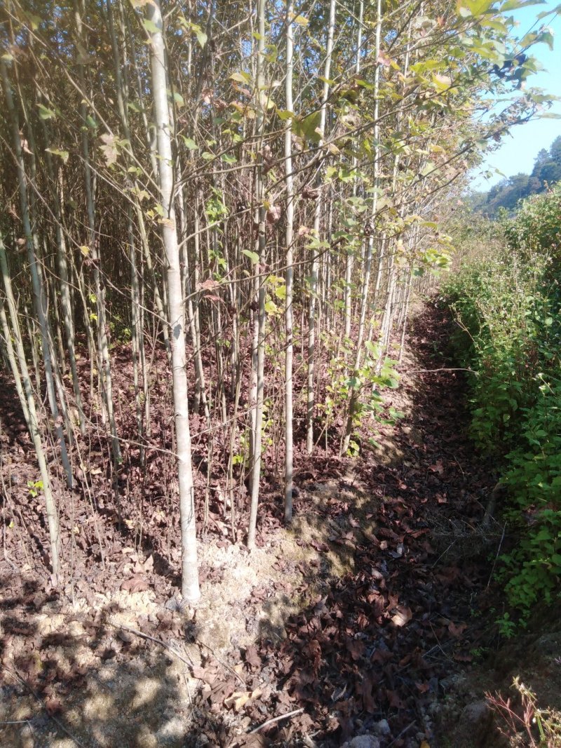 枫香袋苗，诚信可靠！各种规格，无纺布袋！黑袋都