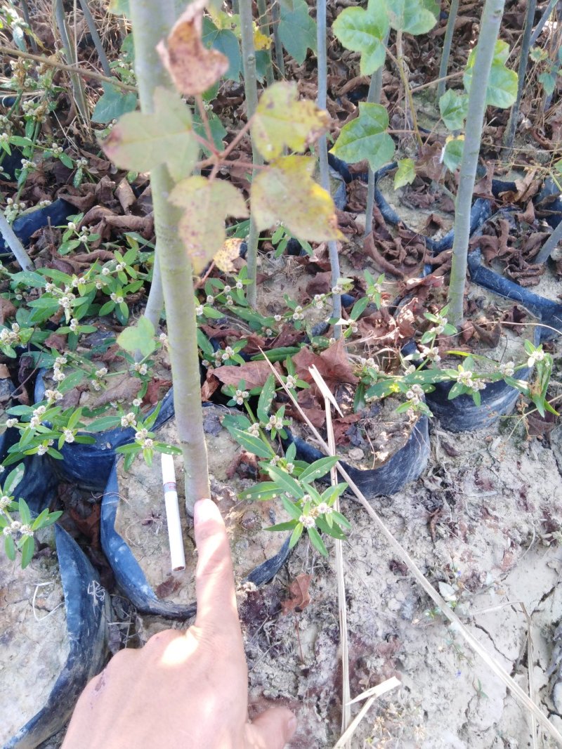 枫香袋苗，诚信可靠！各种规格，无纺布袋！黑袋都