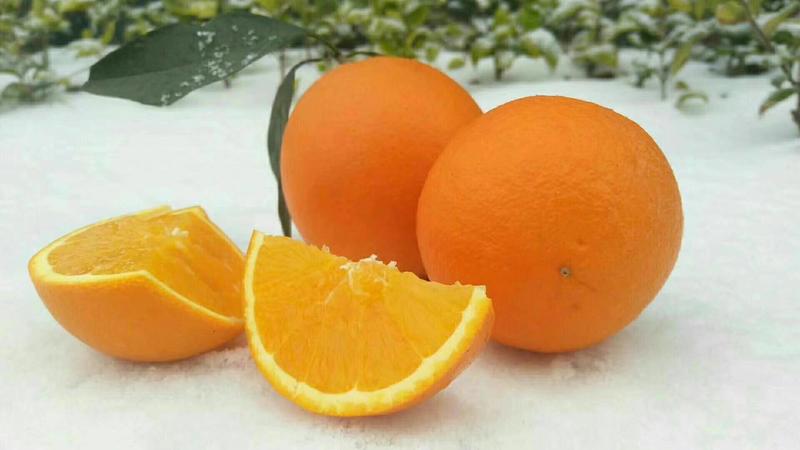 赣南脐橙脐橙果园看货论价提供一条龙服务