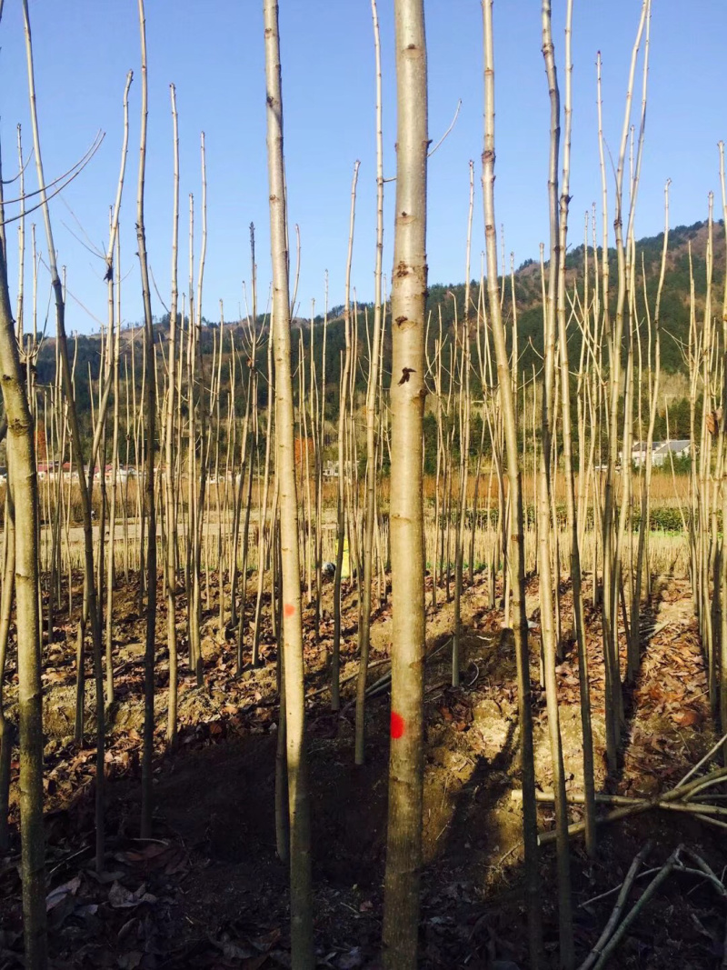 精品七叶树，绿化，行道树专用，基地大量直销。
