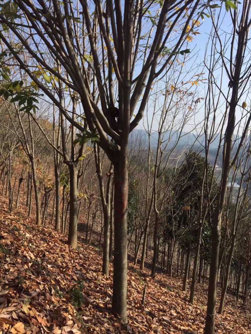 精品七叶树，绿化，行道树专用，基地大量直销。