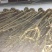 精品七叶树，绿化，行道树专用，基地大量直销。