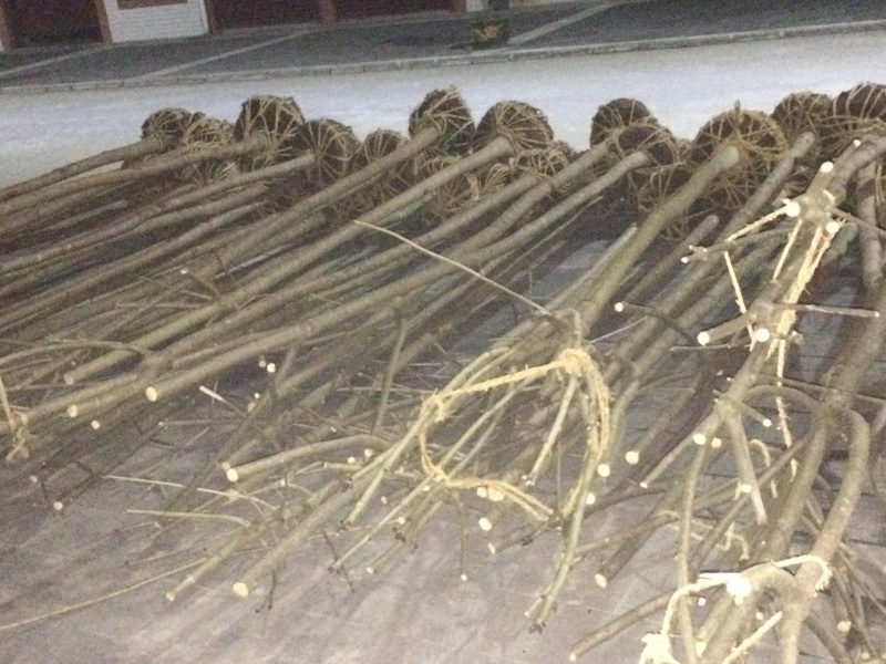 精品七叶树，绿化，行道树专用，基地大量直销。
