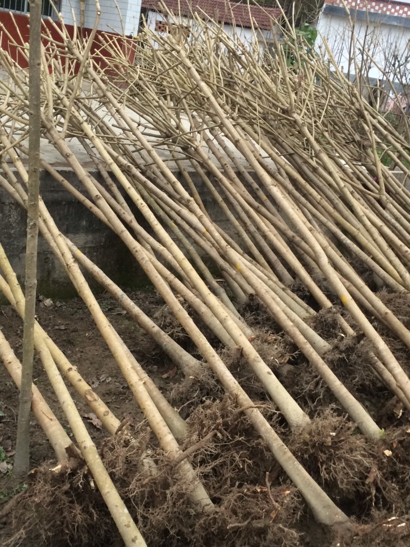 精品七叶树，绿化，行道树专用，基地大量直销。