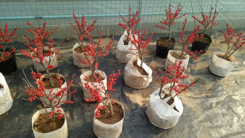 北美冬青，耐寒，天气越冷果子越红，而且挂果时间长