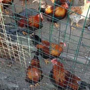 鸡