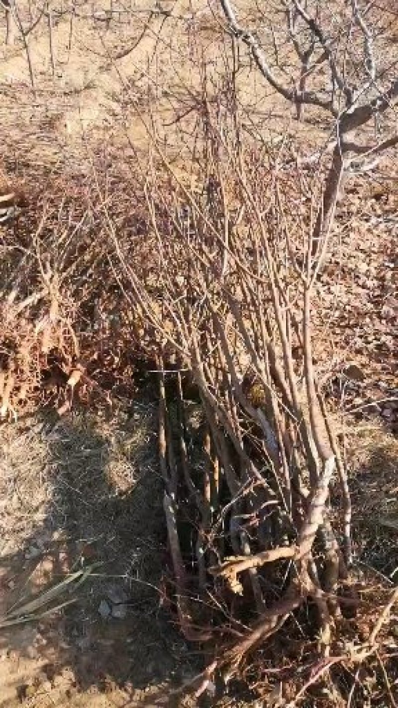 珍珠油杏树苗