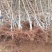 珍珠油杏树苗